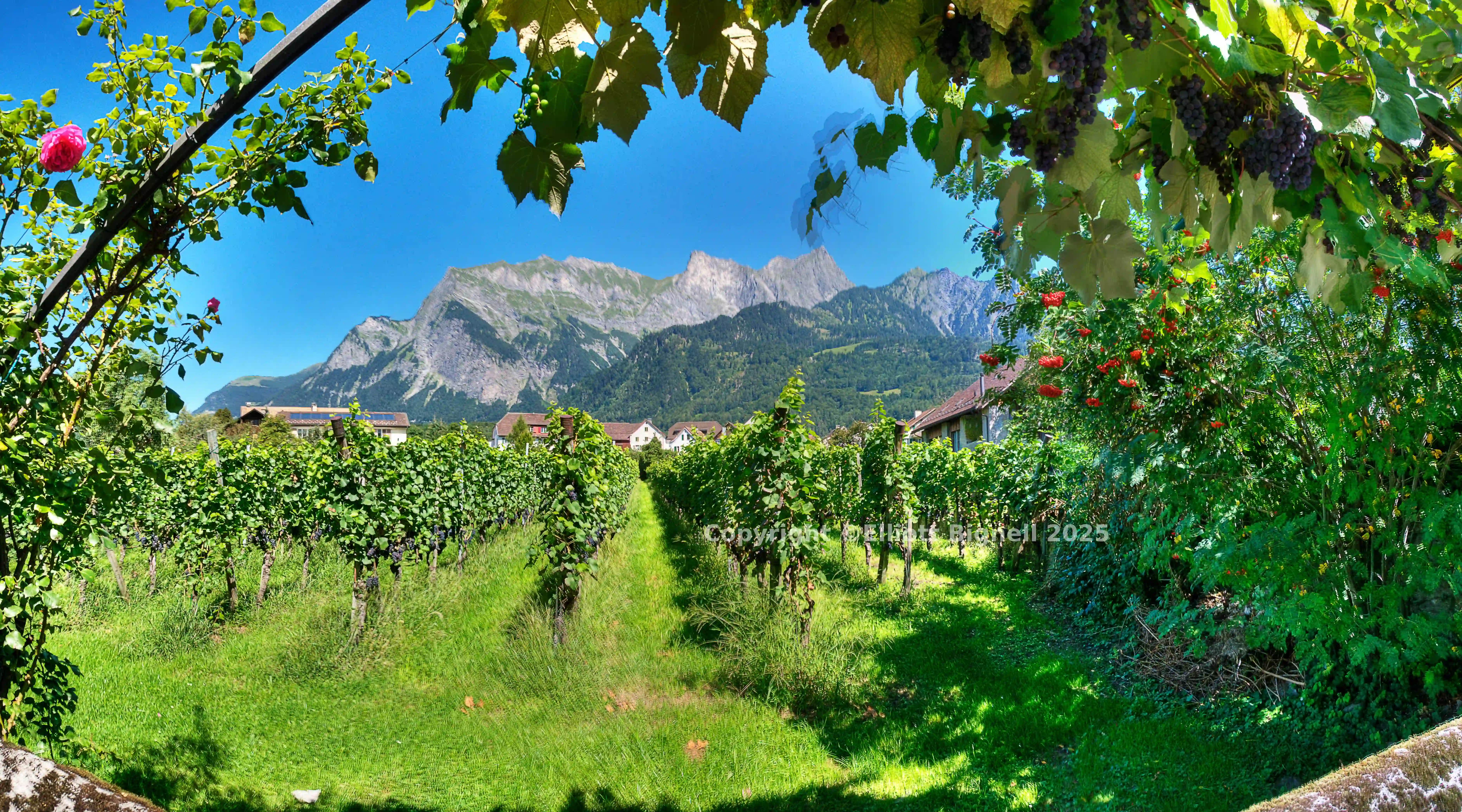 Maienfeld Weinberg.jpg